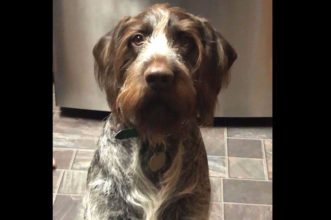 German Wirehaired Pointer Puppies breeder image 4