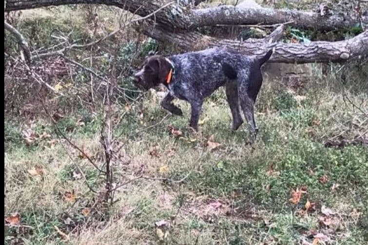 German Wirehaired Pointer Puppies breeder image 1