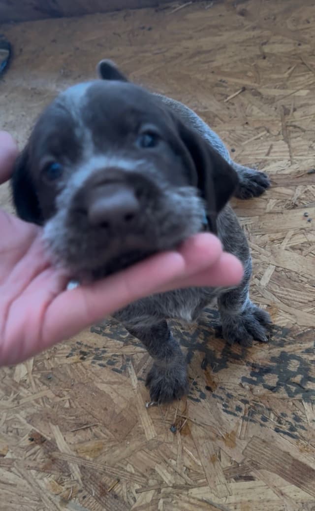 German Wirehaired Pointer Puppies media 2