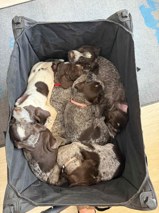 German Wirehaired Pointer Puppies media 4