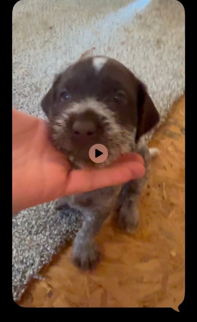 German Wirehaired Pointer Puppies media 3