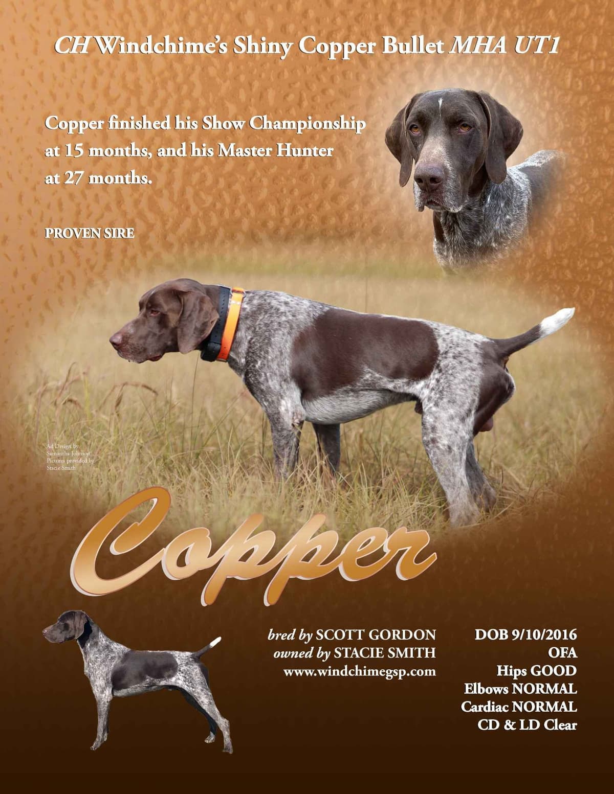 German Shorthaired Pointer Puppies breeder image 1
