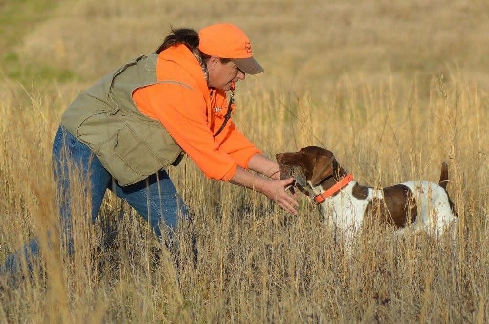 German Shorthaired Pointer Puppies breeder image 3