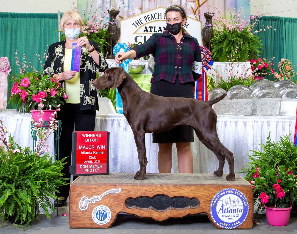 German Shorthaired Pointer Puppies breeder image 4