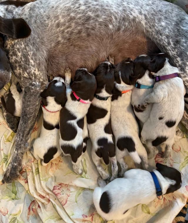 German Shorthaired Pointer Puppies media 2