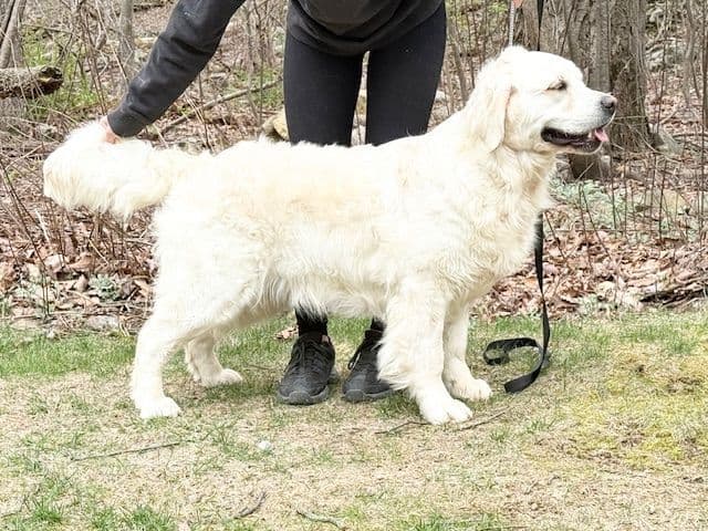 Golden Retriever Puppies media 3