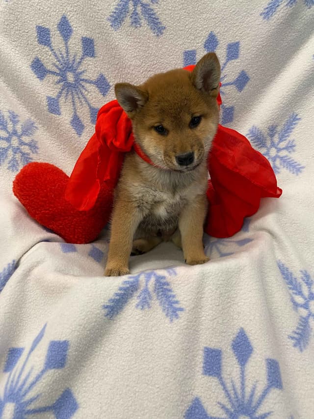 Shiba Inu Puppies media 3