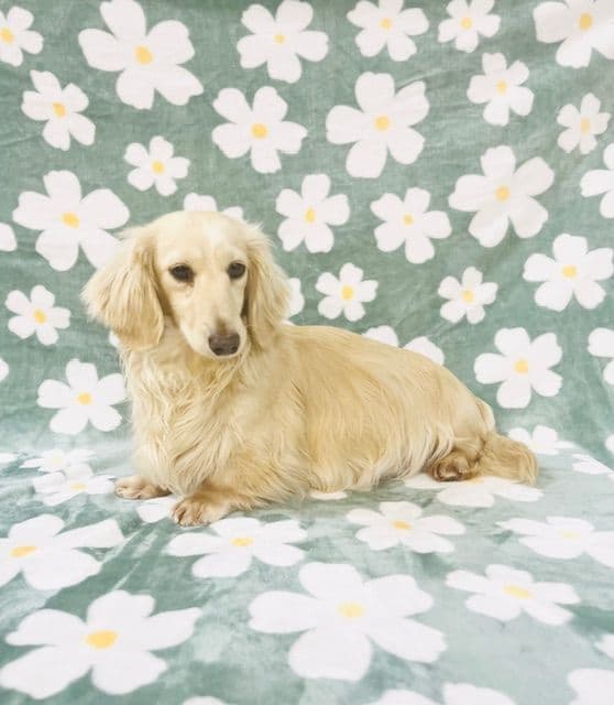 Dachshund Puppies breeder image 3