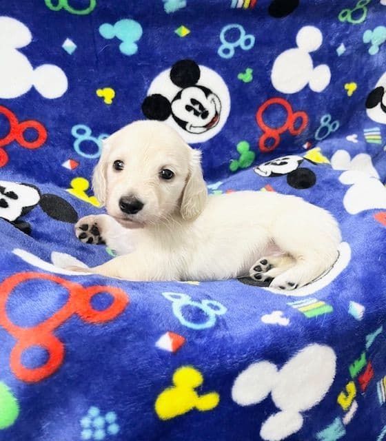 Dachshund Puppies breeder image 4