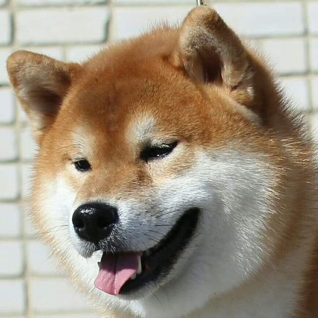 Shiba Inu Puppies media 2