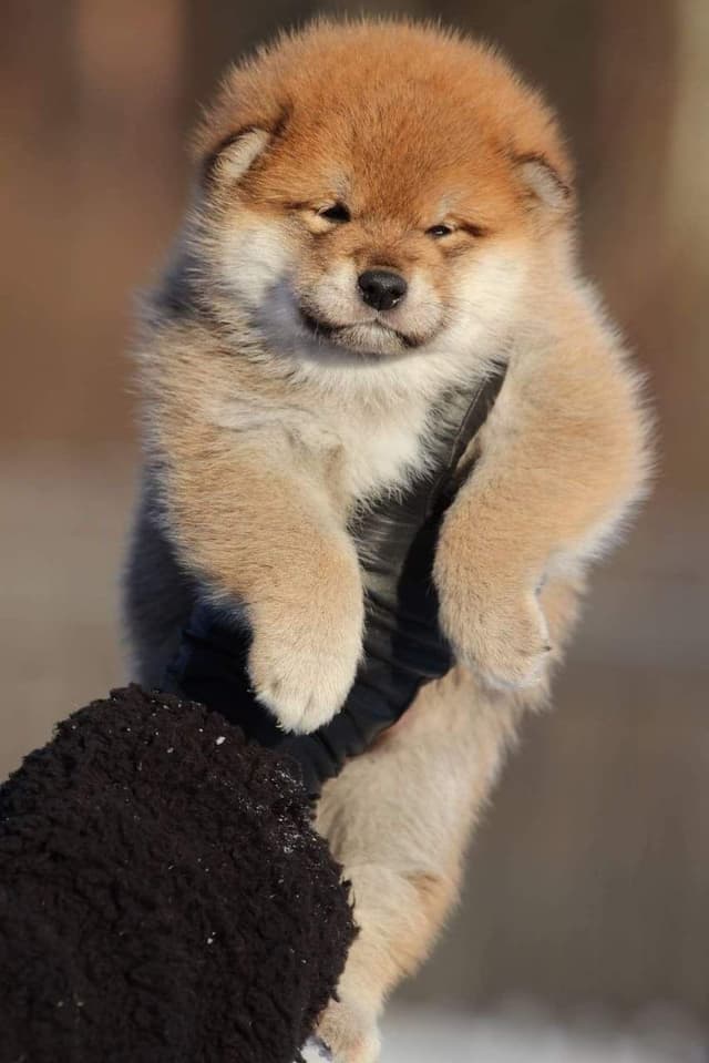Shiba Inu Puppies media 3