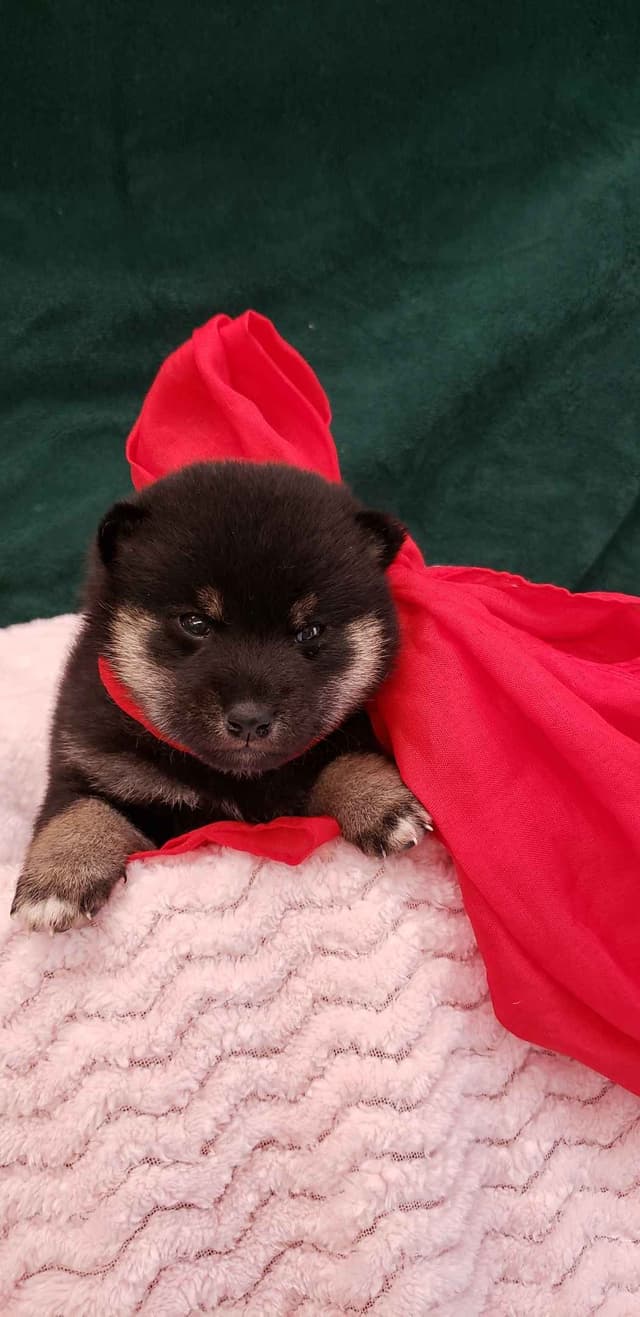 Shiba Inu Puppies media 6