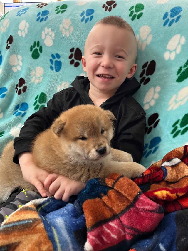 Shiba Inu Puppies media 7