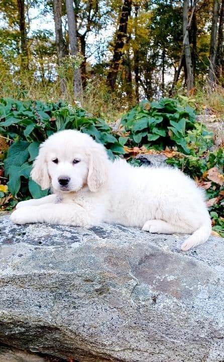 Golden Retriever Puppies media 3