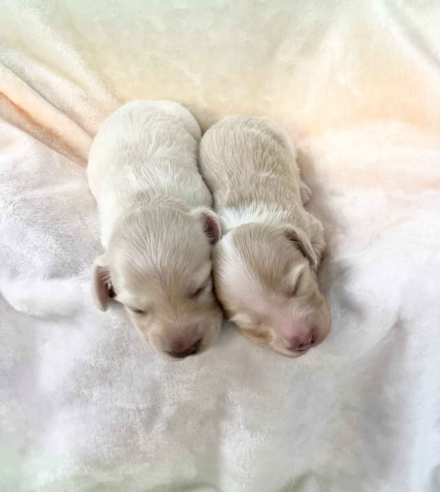 Dachshund Puppies media 2