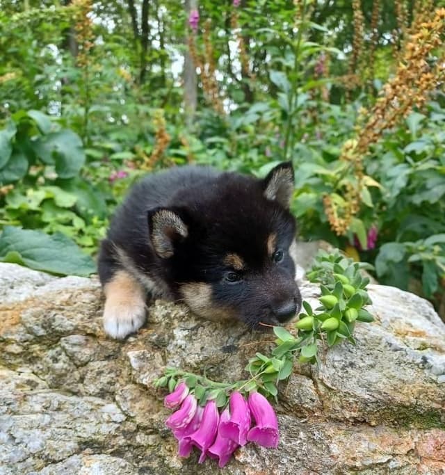 Shiba Inu Puppies media 4