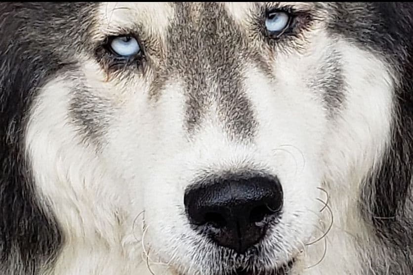 Siberian Husky Puppies breeder image 1