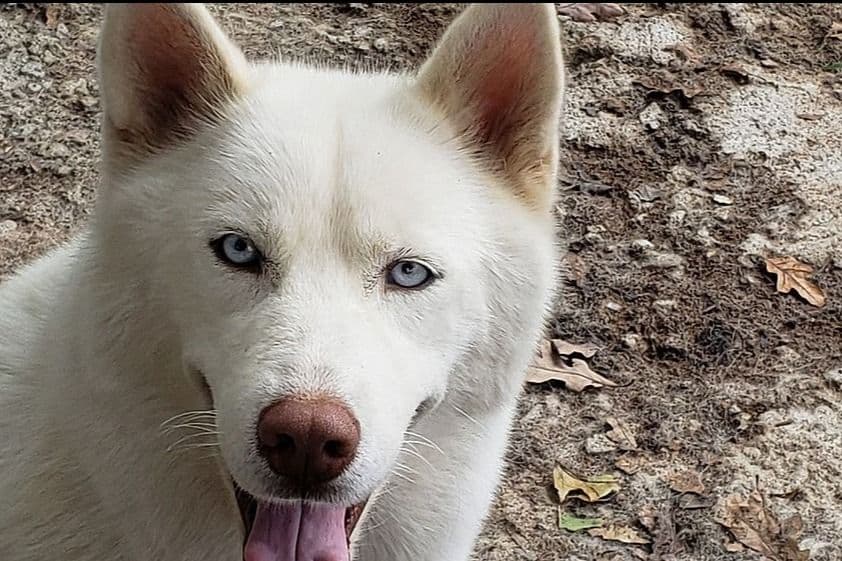 Siberian Husky Puppies breeder image 2