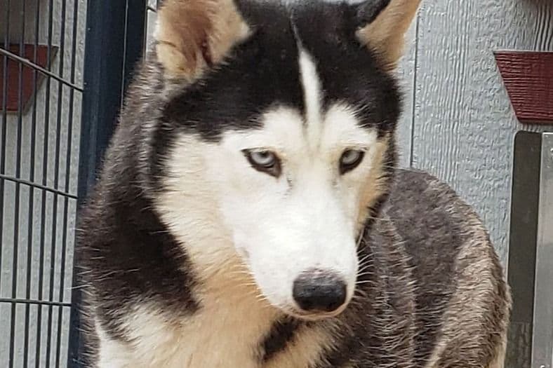 Siberian Husky Puppies breeder image 3