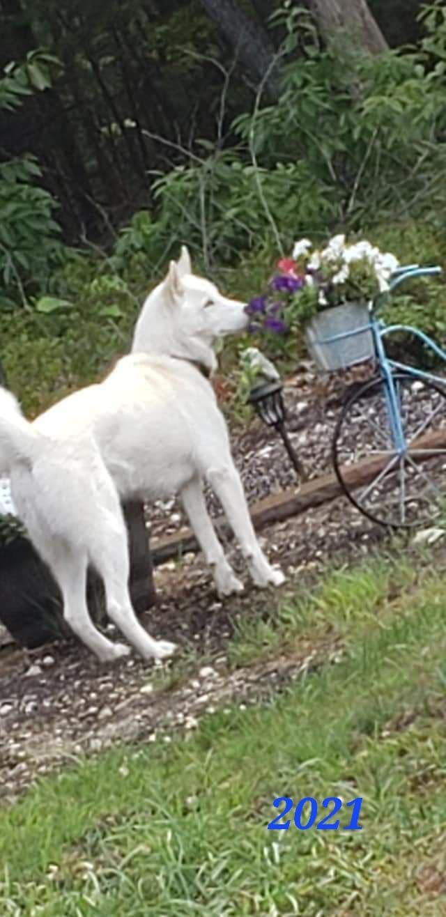 Siberian Husky Puppies breeder image 4