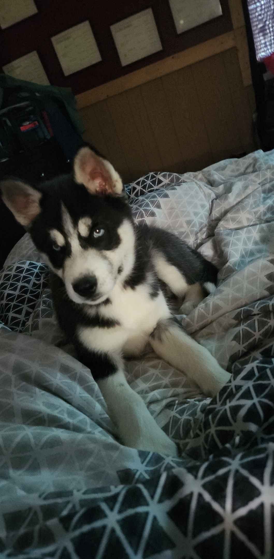 Siberian Husky Puppies breeder image 6