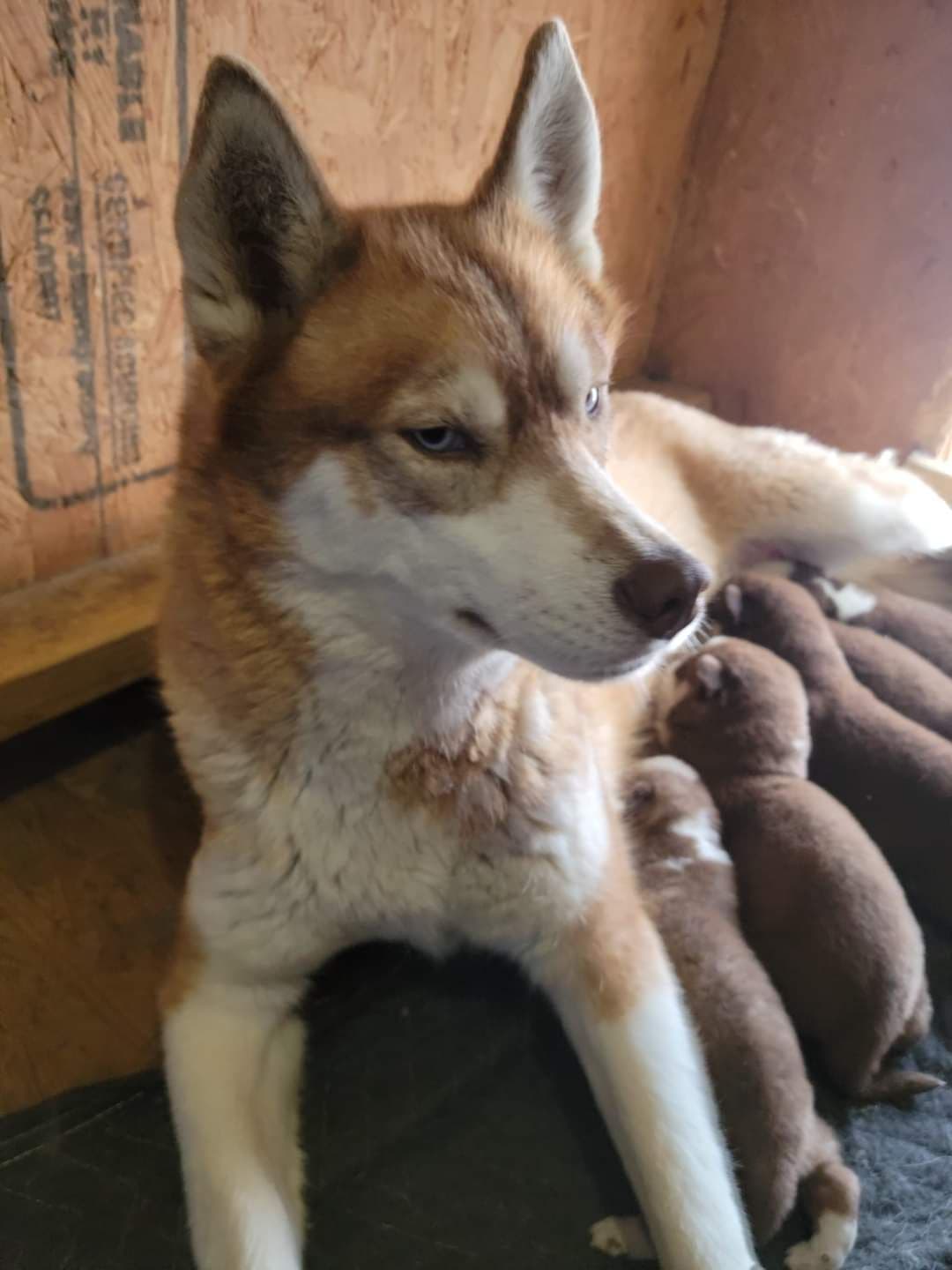 Siberian Husky Puppies breeder image 5