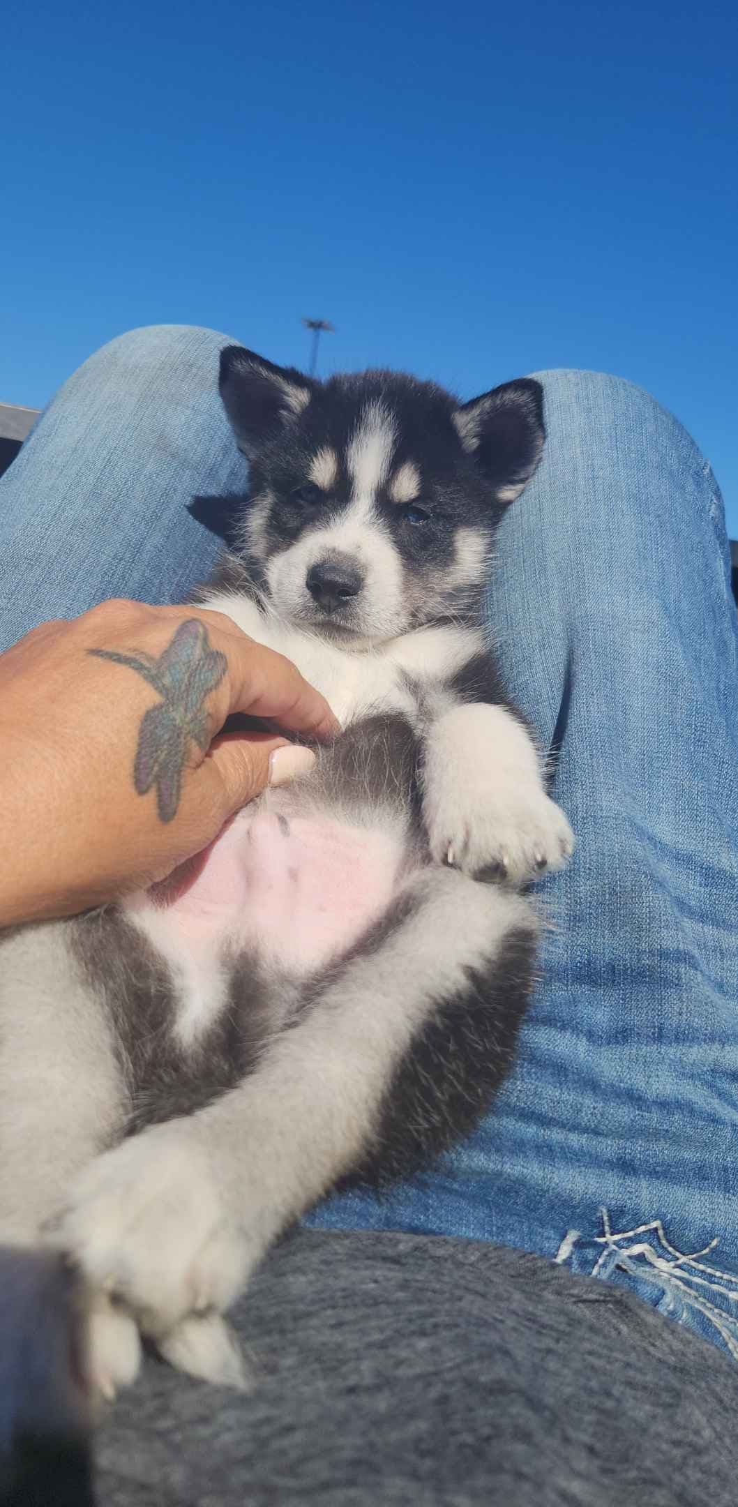 Siberian Husky Puppies breeder image 8