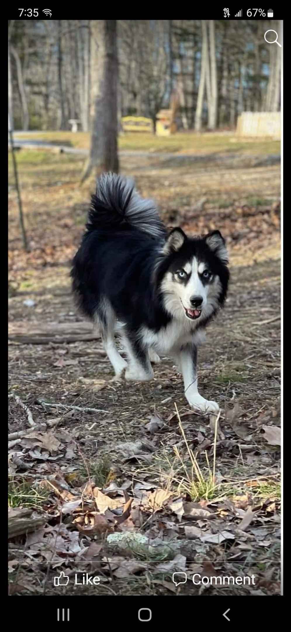 Siberian Husky Puppies breeder image 10