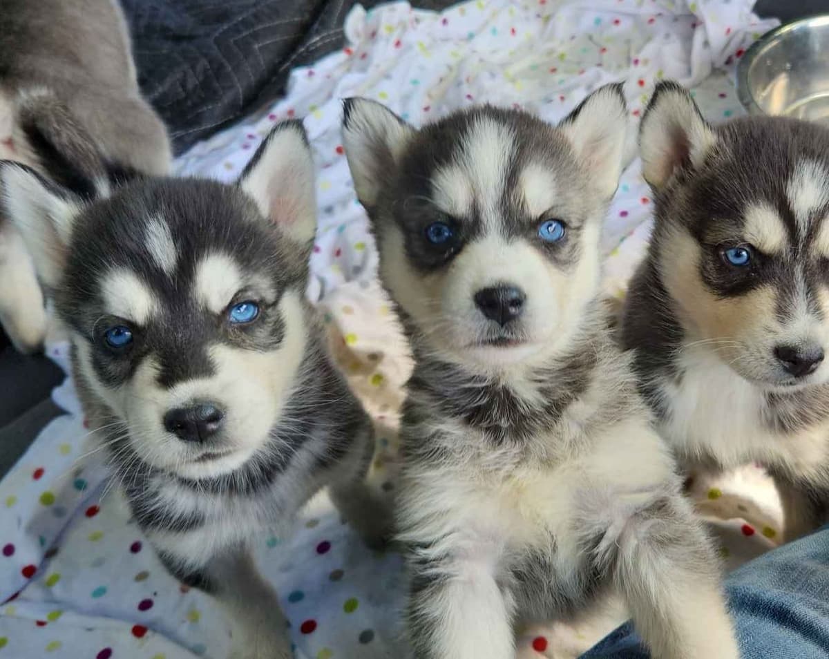 Siberian Husky Puppies breeder image 11