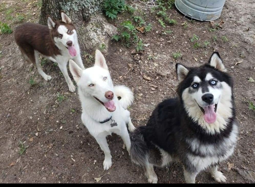 Siberian Husky Puppies breeder image 13