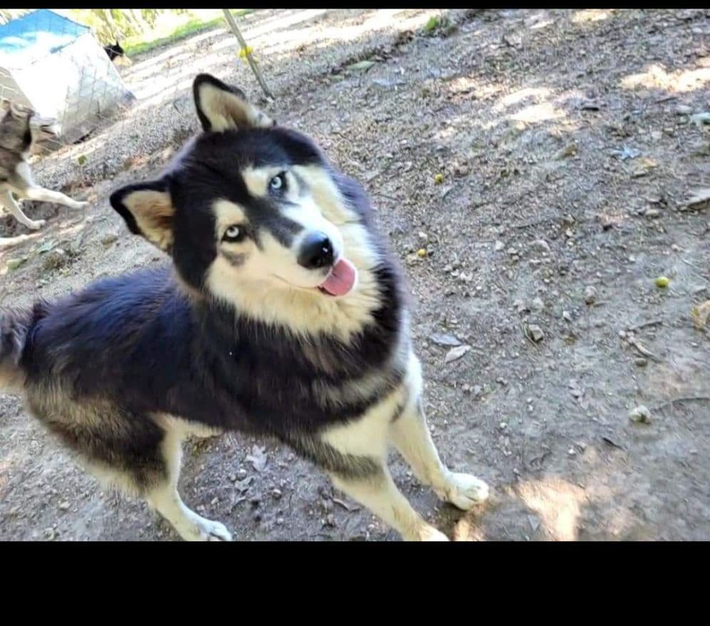 Siberian Husky Puppies breeder image 14