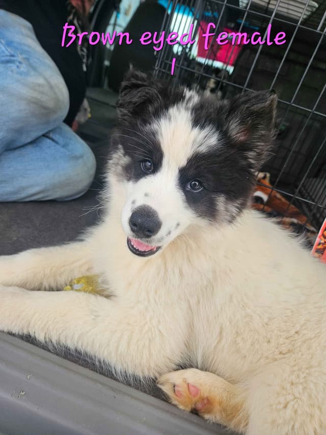 Siberian Husky Puppy media 4