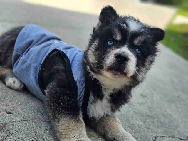 Siberian Husky Puppies media 3