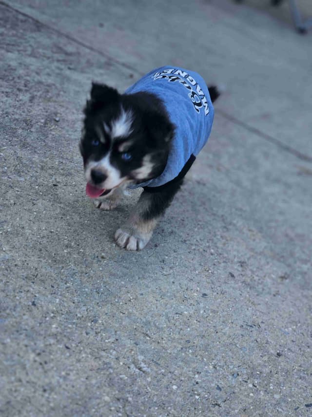 Siberian Husky Puppies media 4