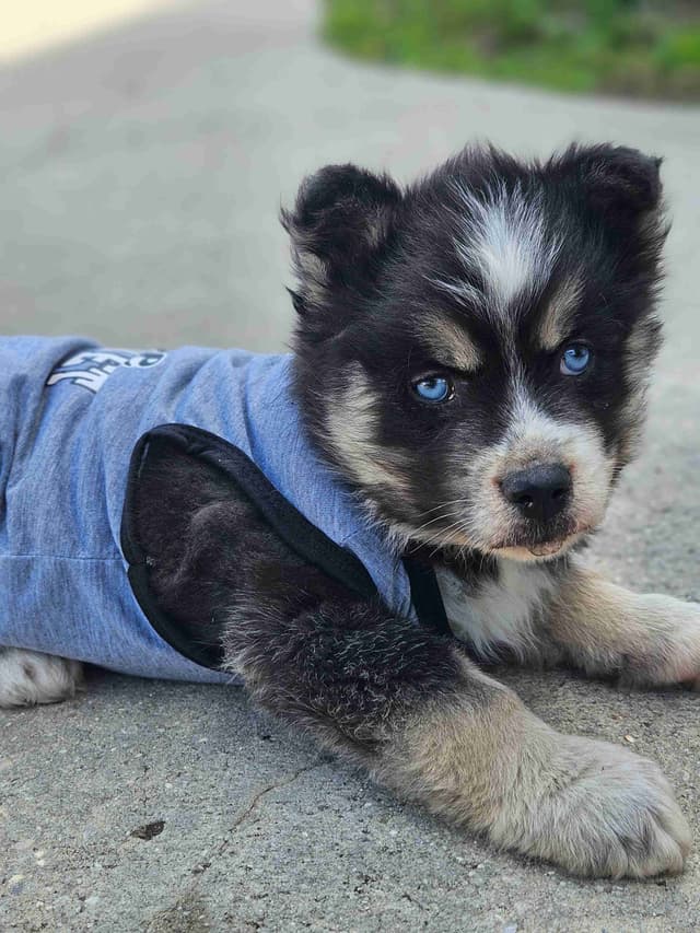 Siberian Husky Puppies media 5