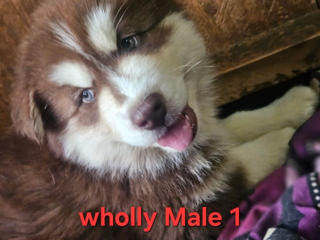 Siberian Husky Puppies media 3