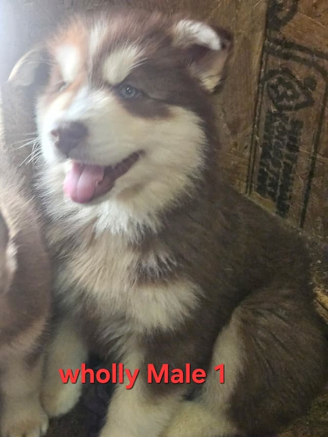Siberian Husky Puppies media 2