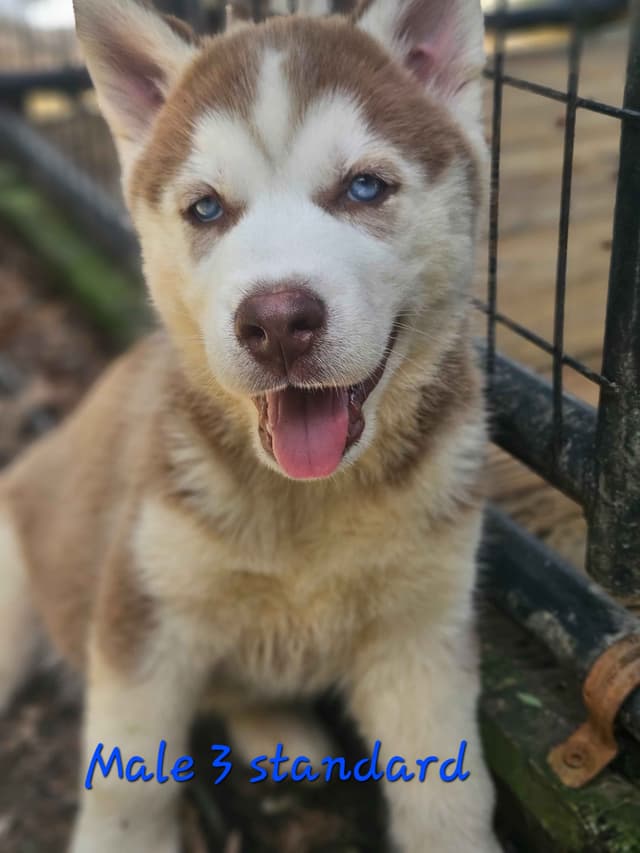 Siberian Husky Puppies media 4