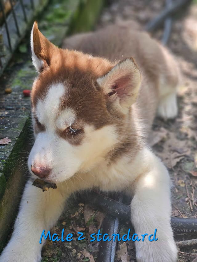 Siberian Husky Puppies media 5