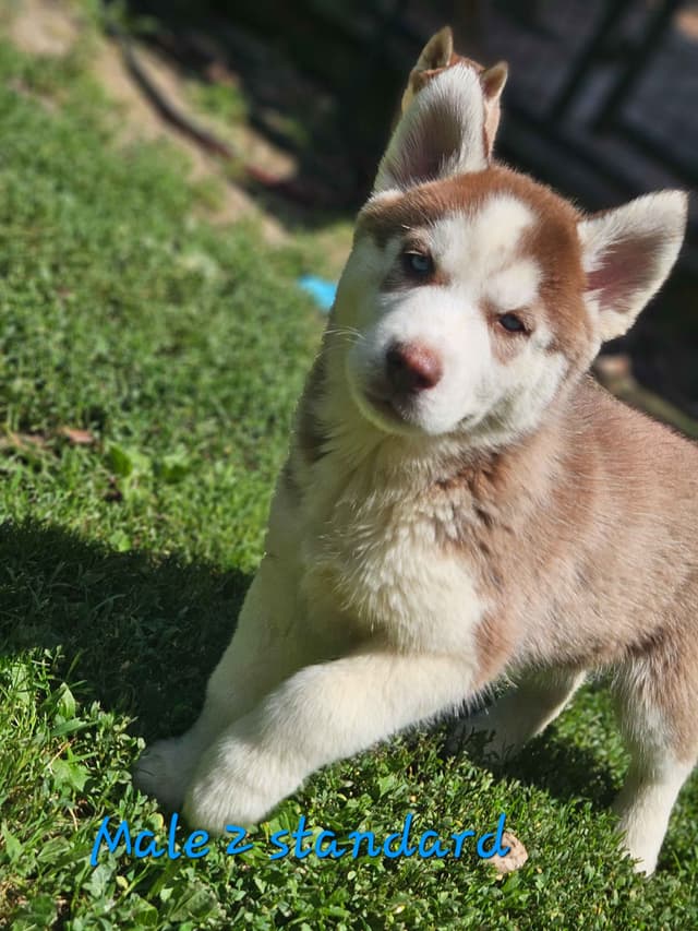 Siberian Husky Puppies media 7
