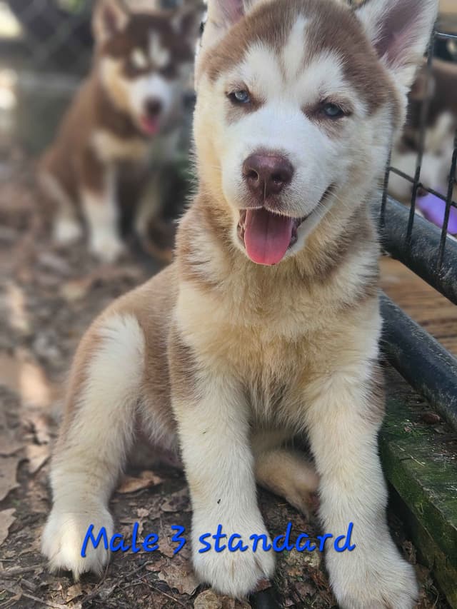 Siberian Husky Puppies media 6