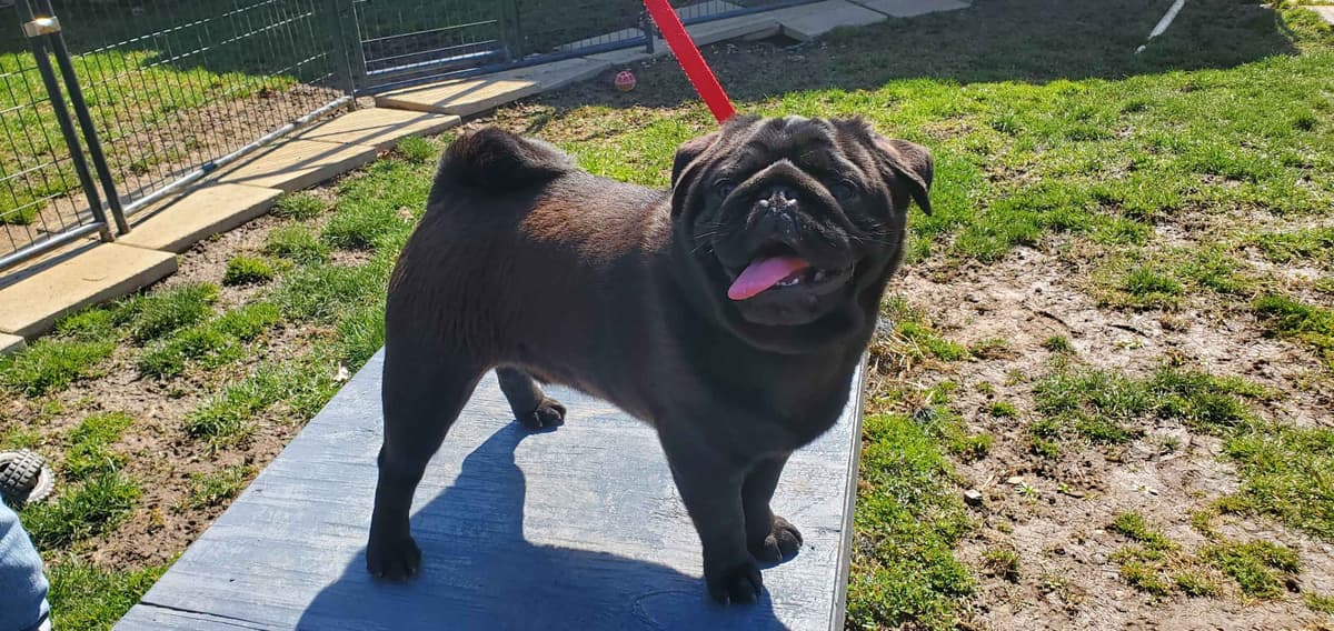 Pug Puppies breeder image 1