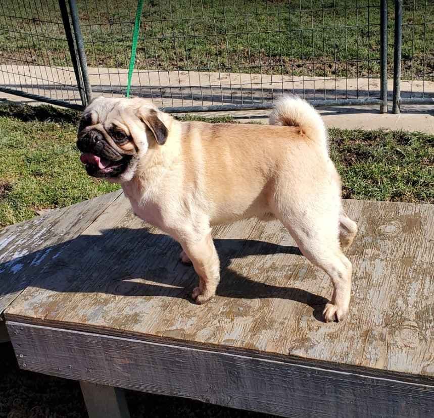 Pug Puppies breeder image 2