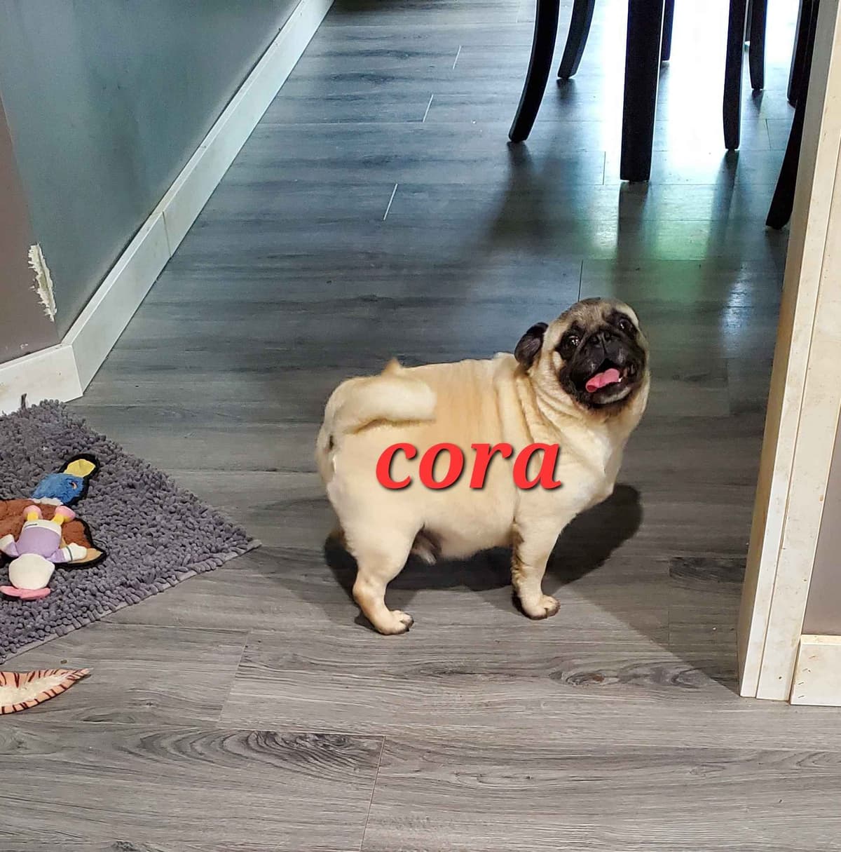 Pug Puppies breeder image 3