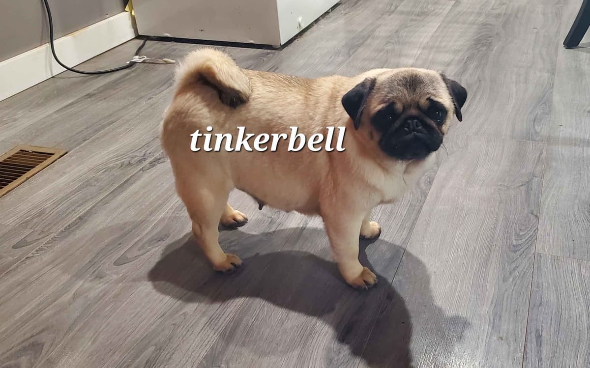 Pug Puppies breeder image 4