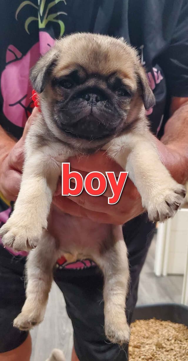 Pug Puppies media 2