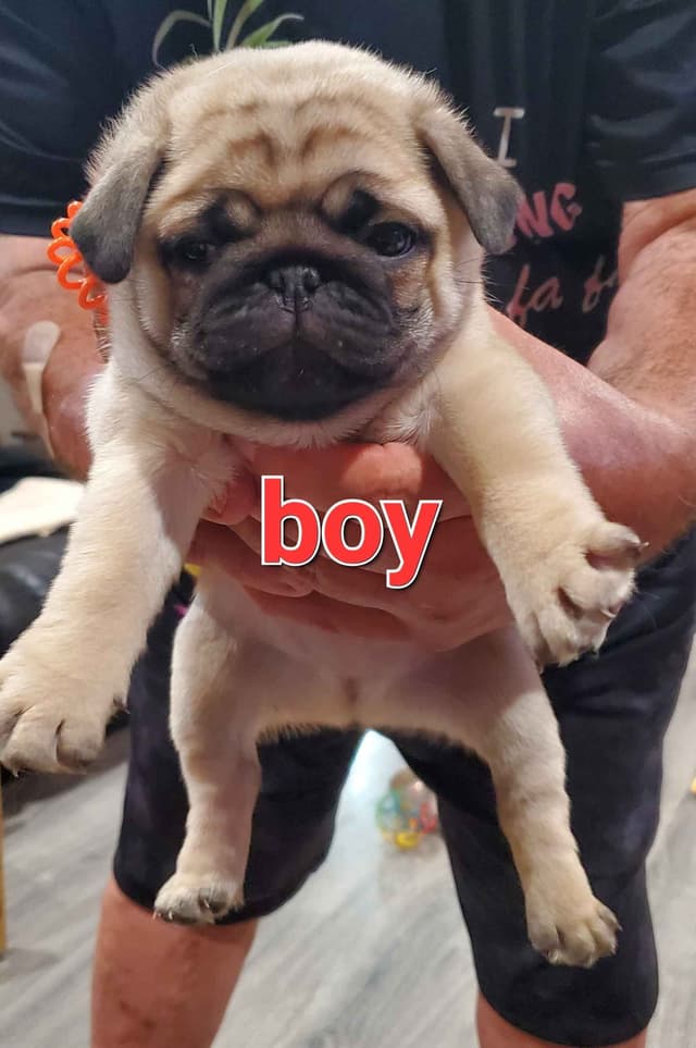 Pug Puppies media 3