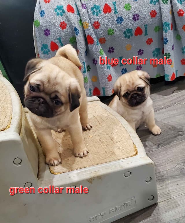 Pug Puppies media 4