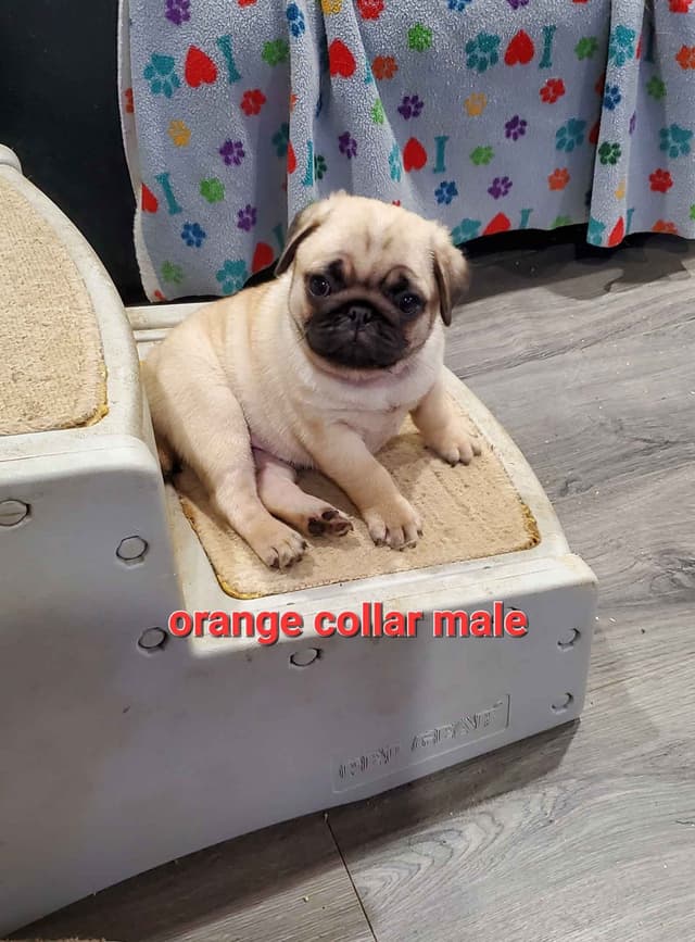 Pug Puppies media 5