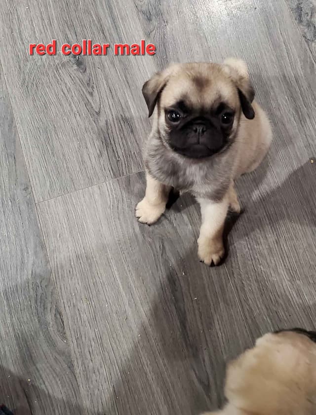 Pug Puppies media 6